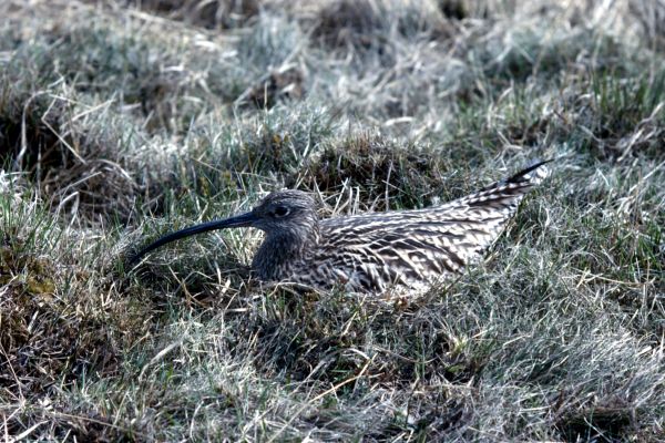 A Curlew nests on the grass