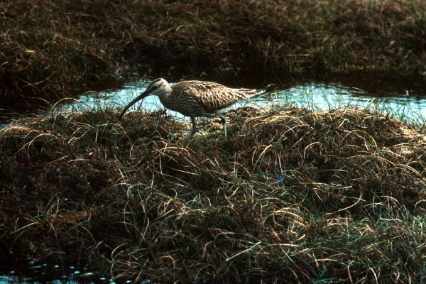  Whimbrel at Fetlar.