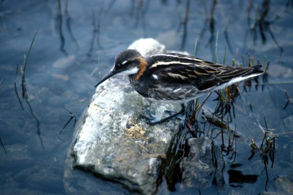 Red-necked Phalarope on small stone