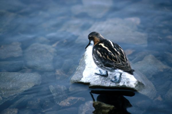 Red-necked Phalarope balances on a stone