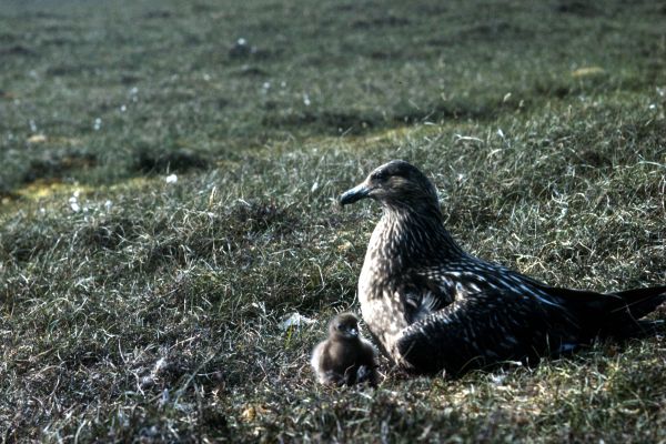 A Great Skua and chick