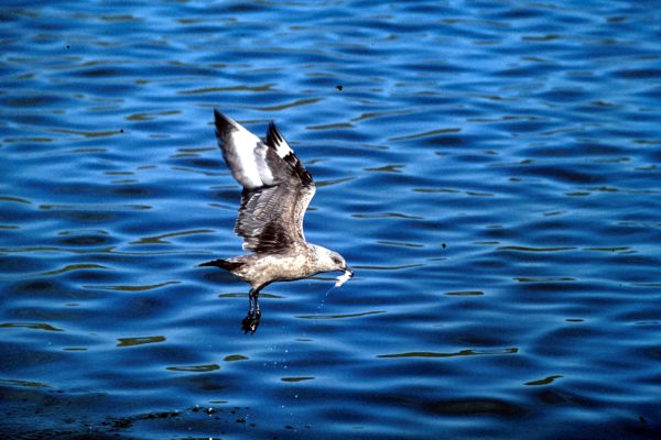 A Great Skua in flight