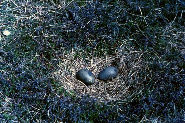 Two Great Skua eggs in a nest