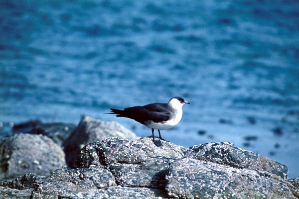 An Arctic Skua rests on a rock