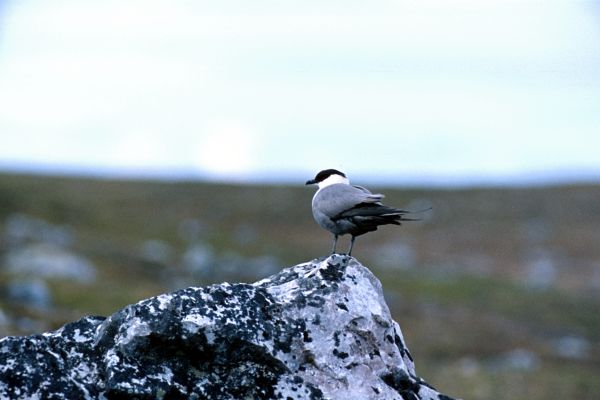 An Arctic Skua keeps watch