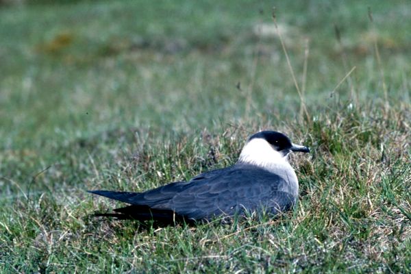 An Arctic Skua nesting on grass