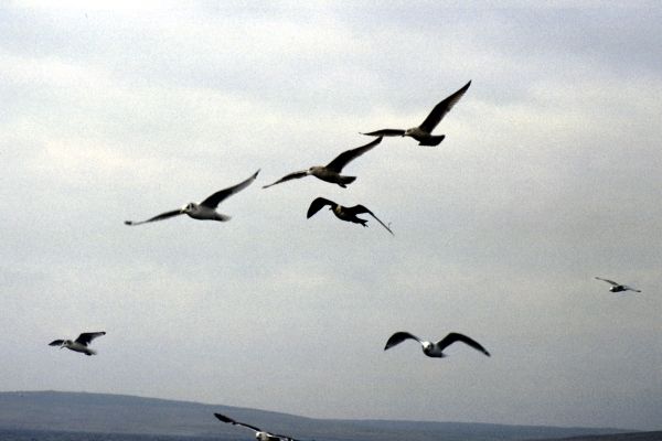 A Pomarine Skua amongst gulls