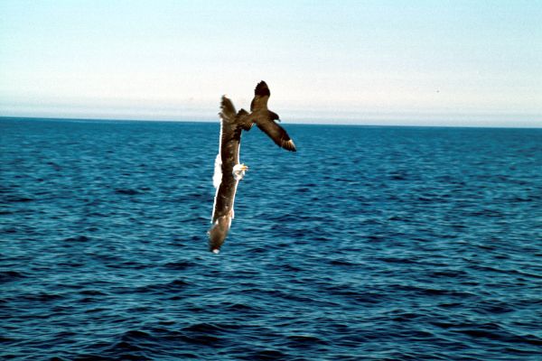 Great Skua attacking Great Black-backed Gull