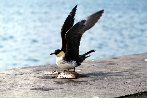 Pomarine Skua prepares to take flight