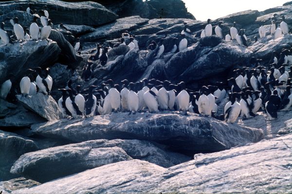 A Guillemot colony on the rocks