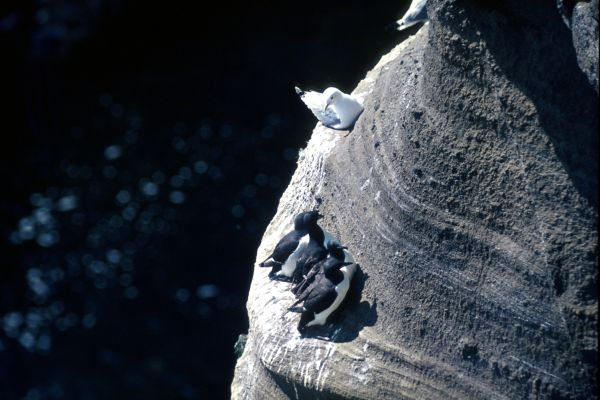 A Kittiwake looks down on the Guillemots