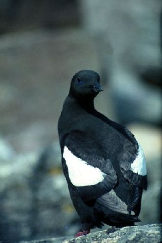 A Black Guillemot looks back