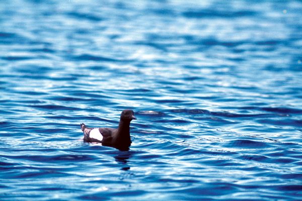 A Black Guillemot out at sea