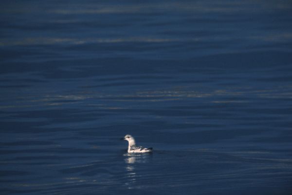 A Black Guillemot in winter plumage