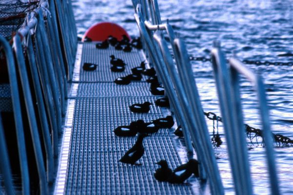 Black Guillemots on a walkway