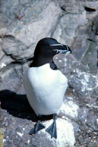 A Razorbill with a beak full of sandeels