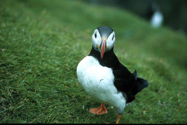 A Puffin at Hermaness,Unst