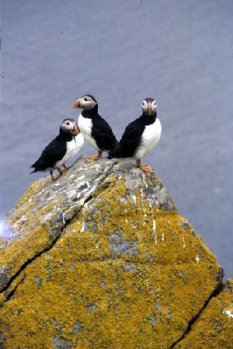 Puffins