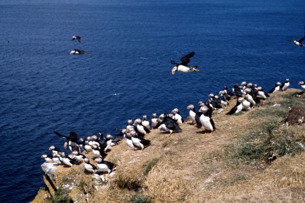 A Puffin Colony