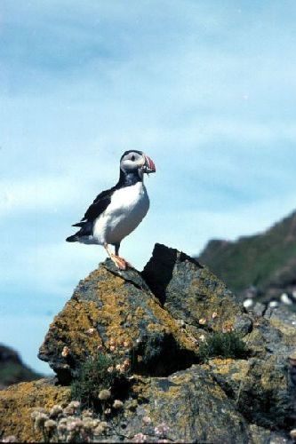 A lone Puffin poses with it's beak full