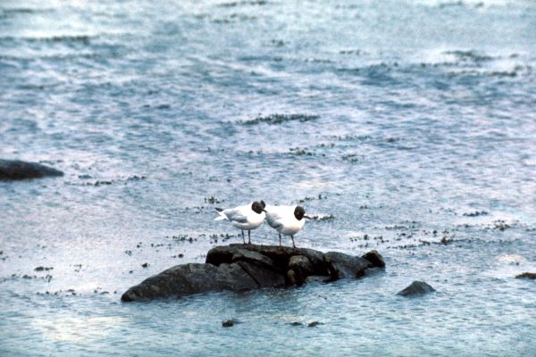 Two Black Headed Gulls perch on a rock