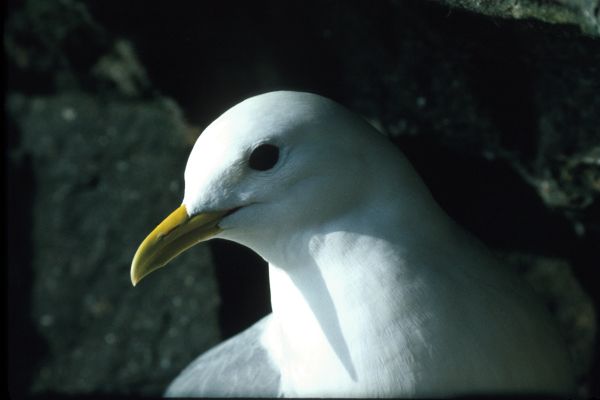 A Kittiwake in close-up