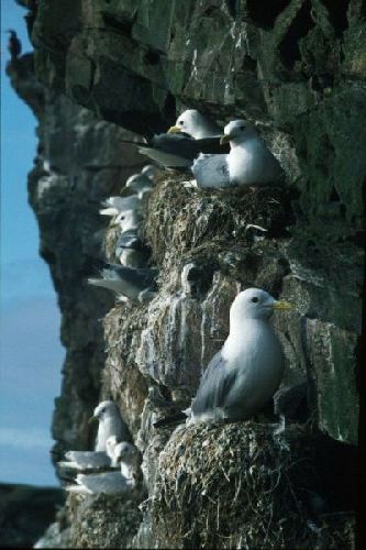 A small Kittiwake colony on the side of a cliff
