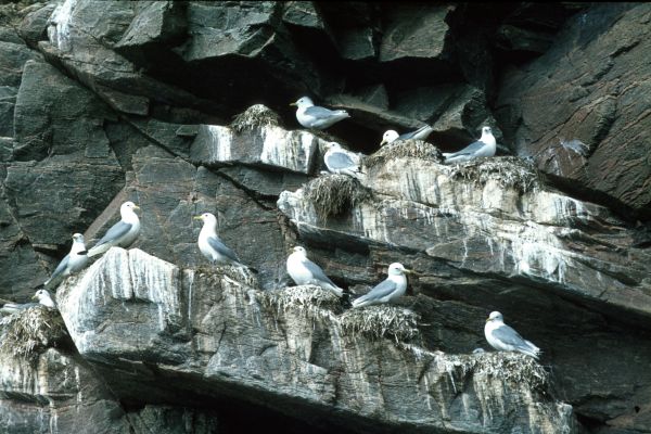 Kittiwake nests