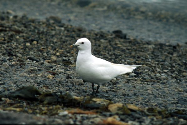 An Ivory Gull on the beach