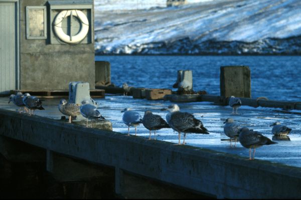 Mostly Juvenile Herring Gulls on Midyell Pier