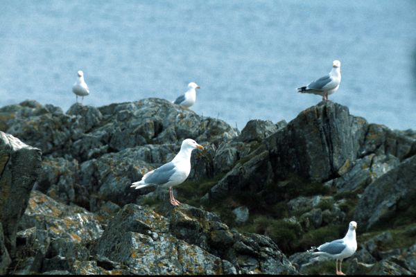 A group of gulls on the rocks