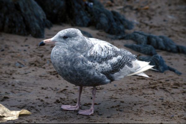 An immature Glaucous Gull