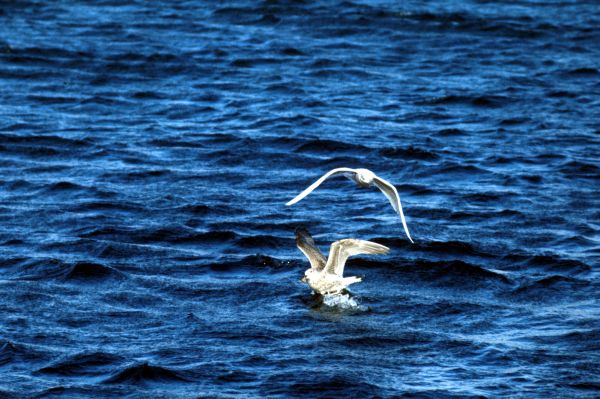 An Iceland Gull flying low