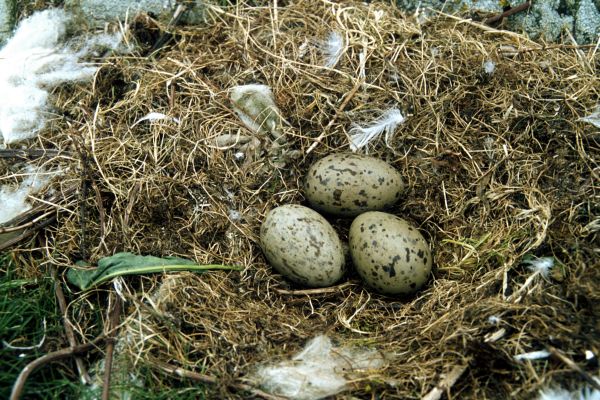 A nest of three Great Black-backed Gull eggs