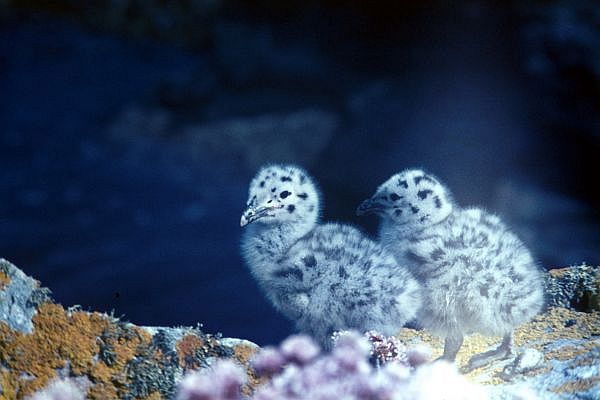Two Great Black-backed Gull chicks