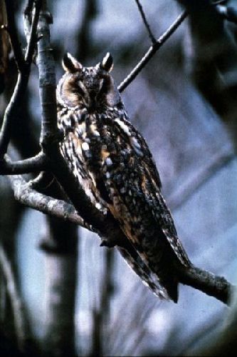 Long-eared Owl