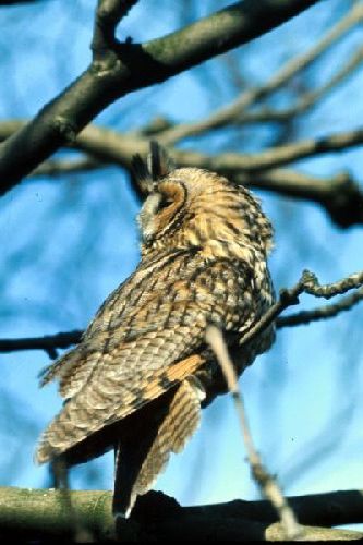 Long-eared Owl