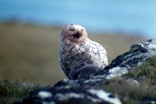 Snowy Owl and chick