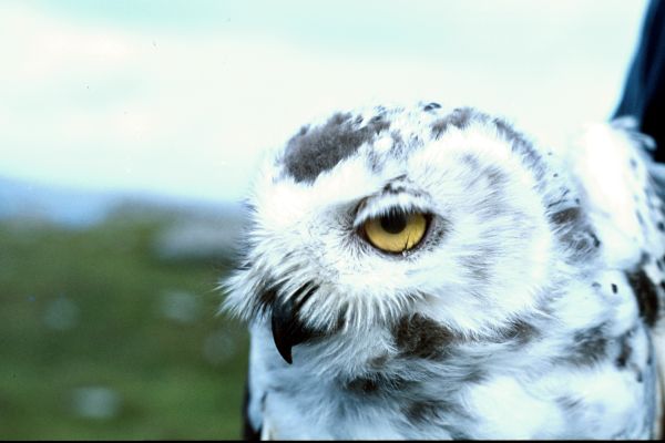 Snowy Owl