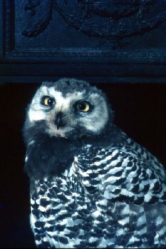  Snowy owl with damaged wing