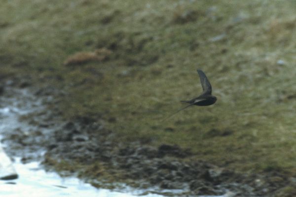 A swift in flight