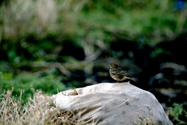 A Meadow Pipit perches on a bag