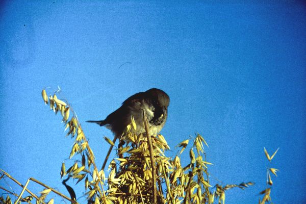 A House Sparrow on a stook of oats