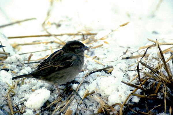 A House Sparrow on a snowy day