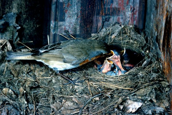 A Robin feeds it's young