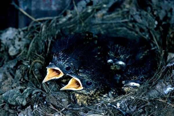 A nest of juvenile Robins