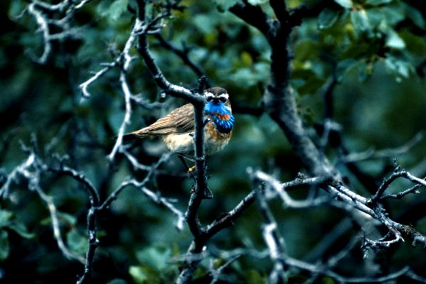 A Bluethroat perched among the trees