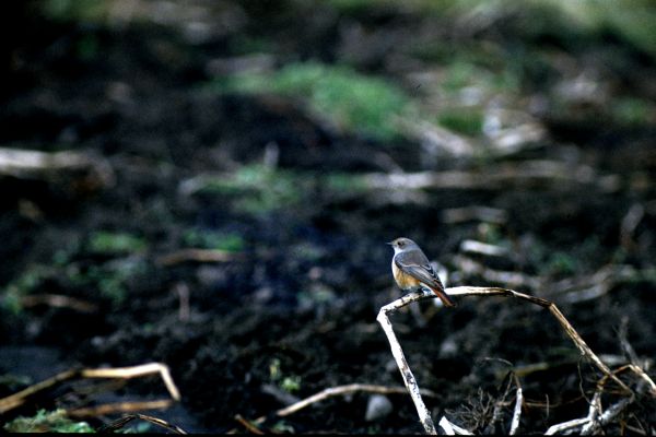 Common Redstart