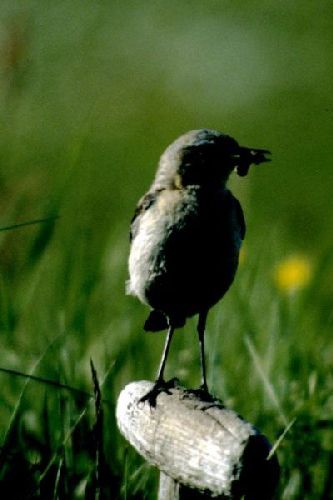 A Wheatear perches with it's beak full