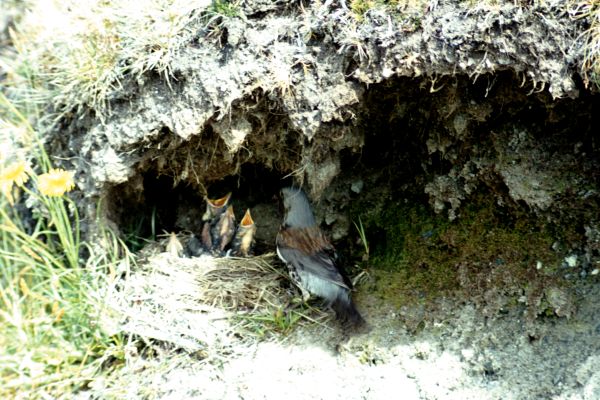 A Fieldfare tends to it's young